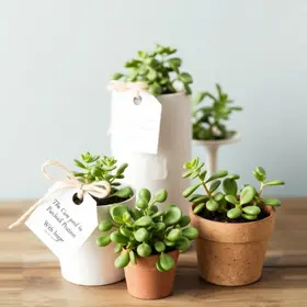 Como escolher plantinha para lembrancinha de casamento: passo a passo prático para noivos